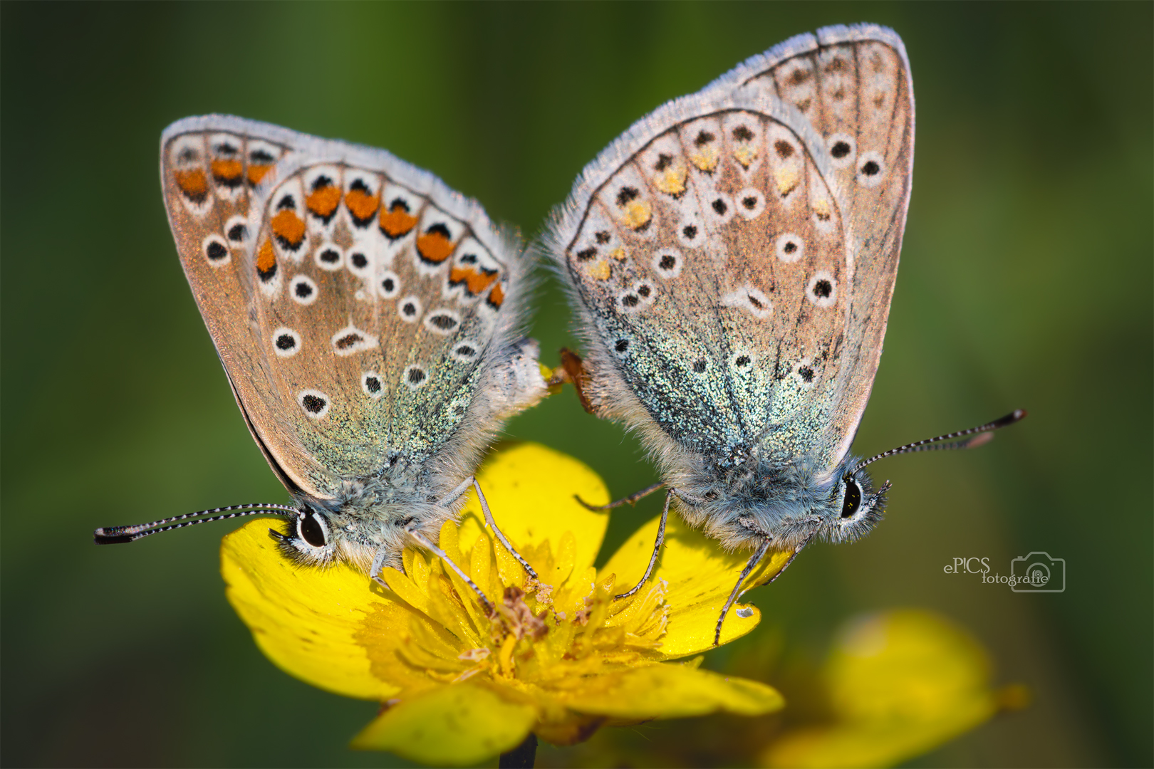 Schmetterling0052