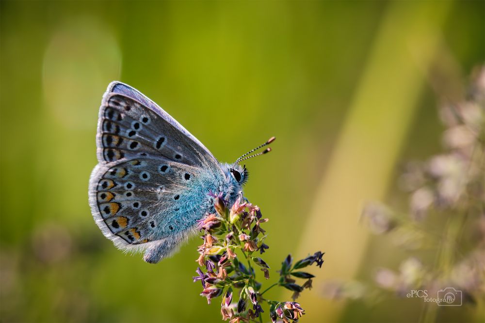 Schmetterling0053