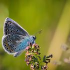 Schmetterling0053