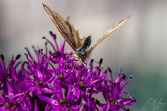 Schmetterling0054