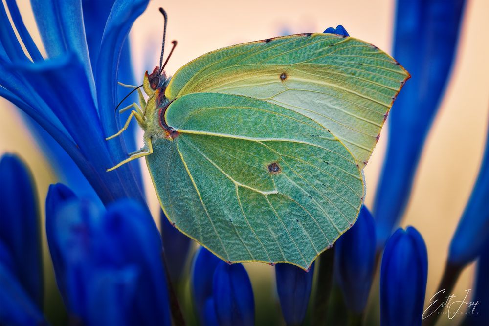 Schmetterling0057