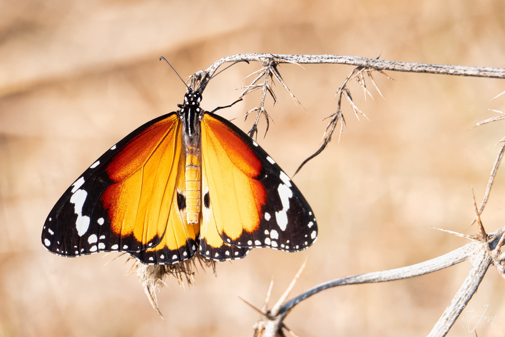 Schmetterling0059