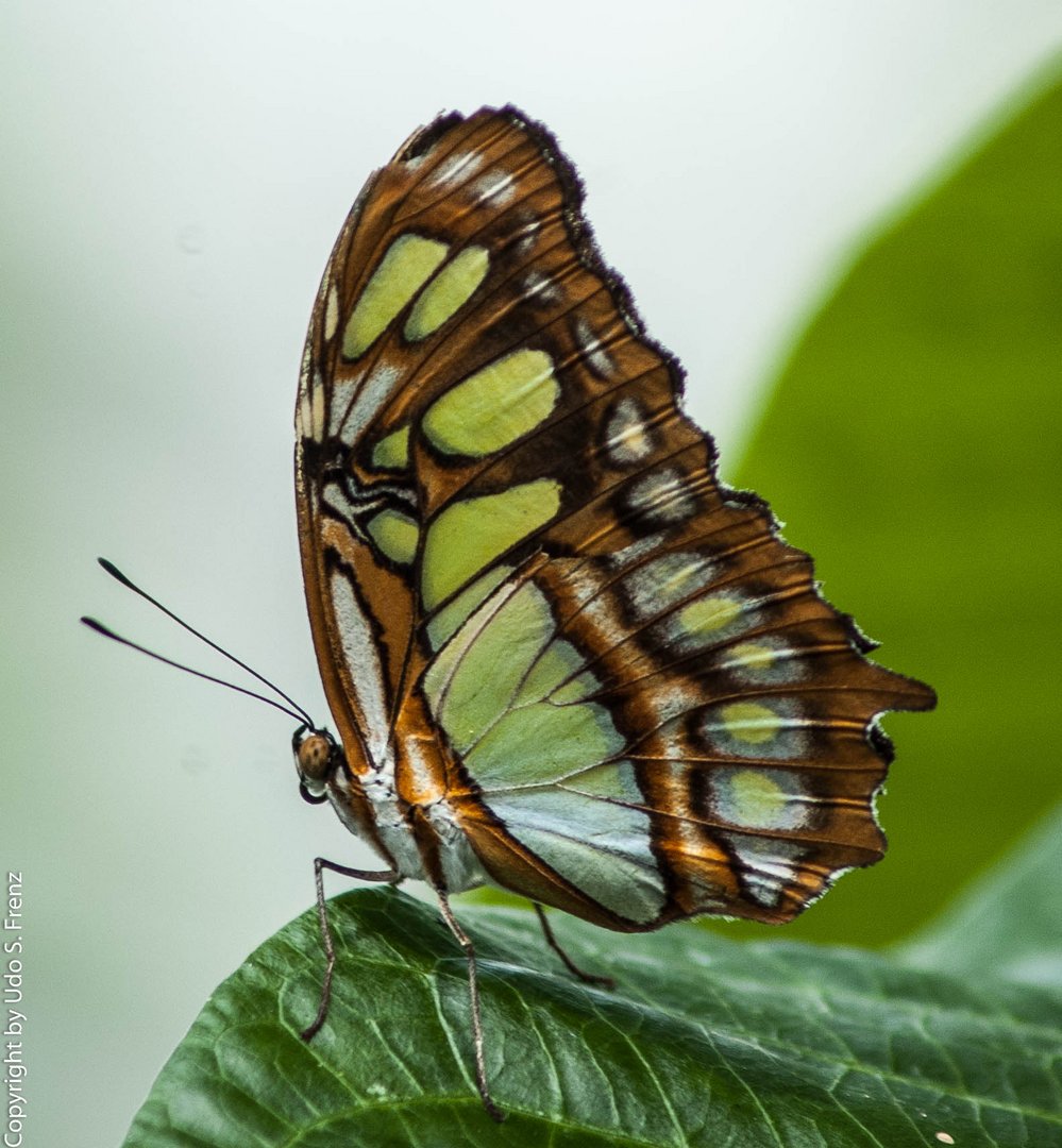 Schmetterling006