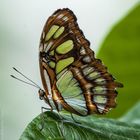 Schmetterling006