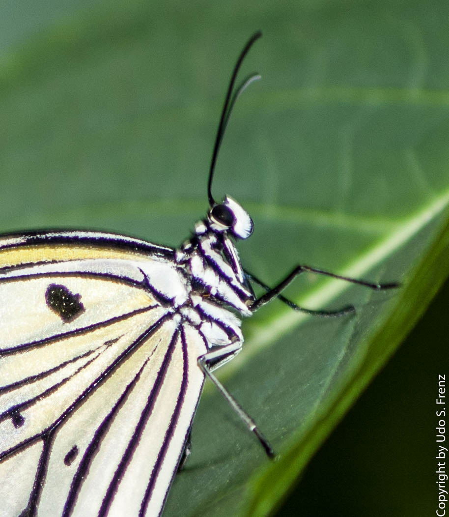 Schmetterling007