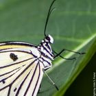 Schmetterling007