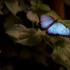 Schmetterling01