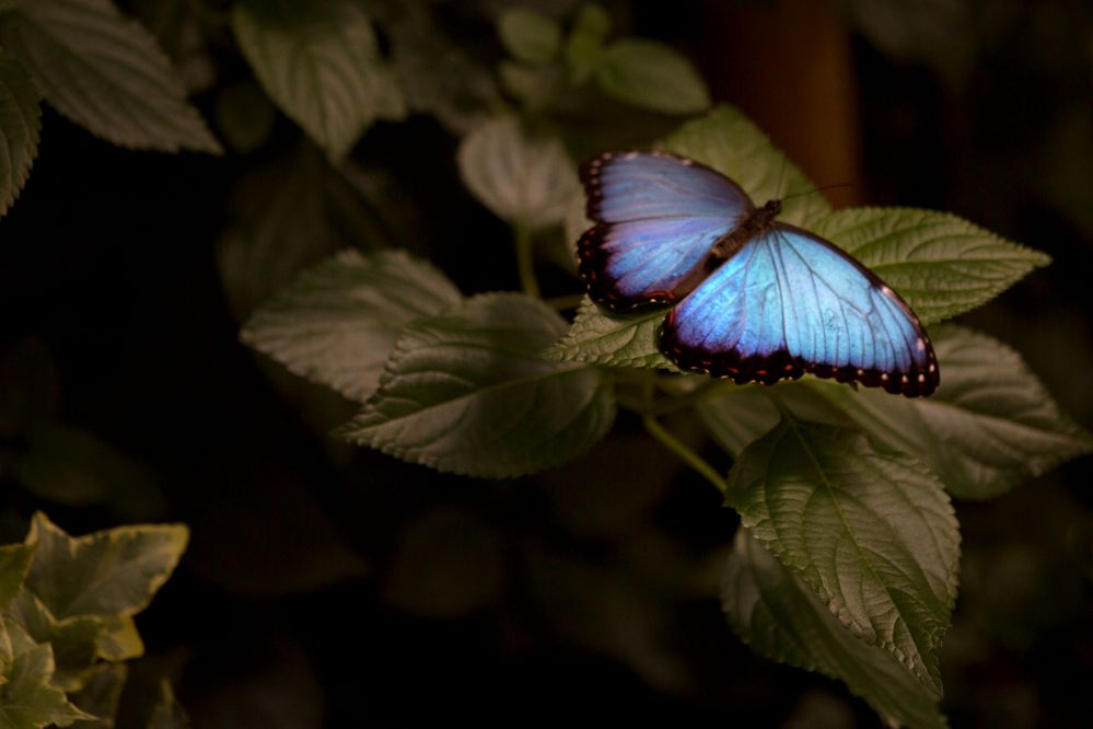 Schmetterling01