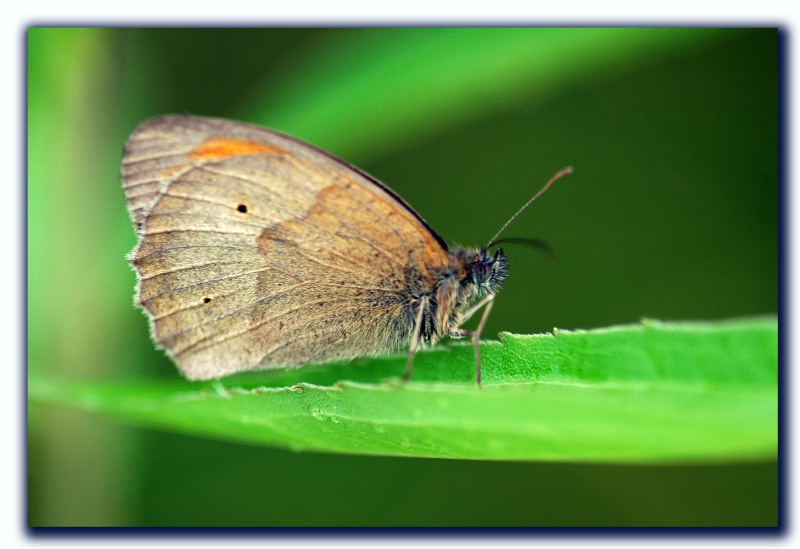 Schmetterling_01847_1