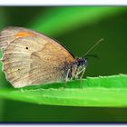 Schmetterling_01847_1