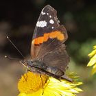 Schmetterling_02