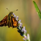 Schmetterling_02