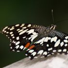 Schmetterling02