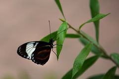 Schmetterling03