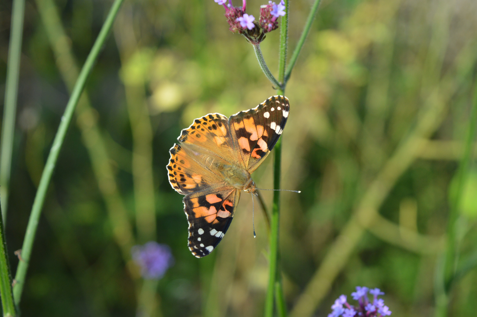 Schmetterling05