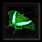 SCHMETTERLING_05