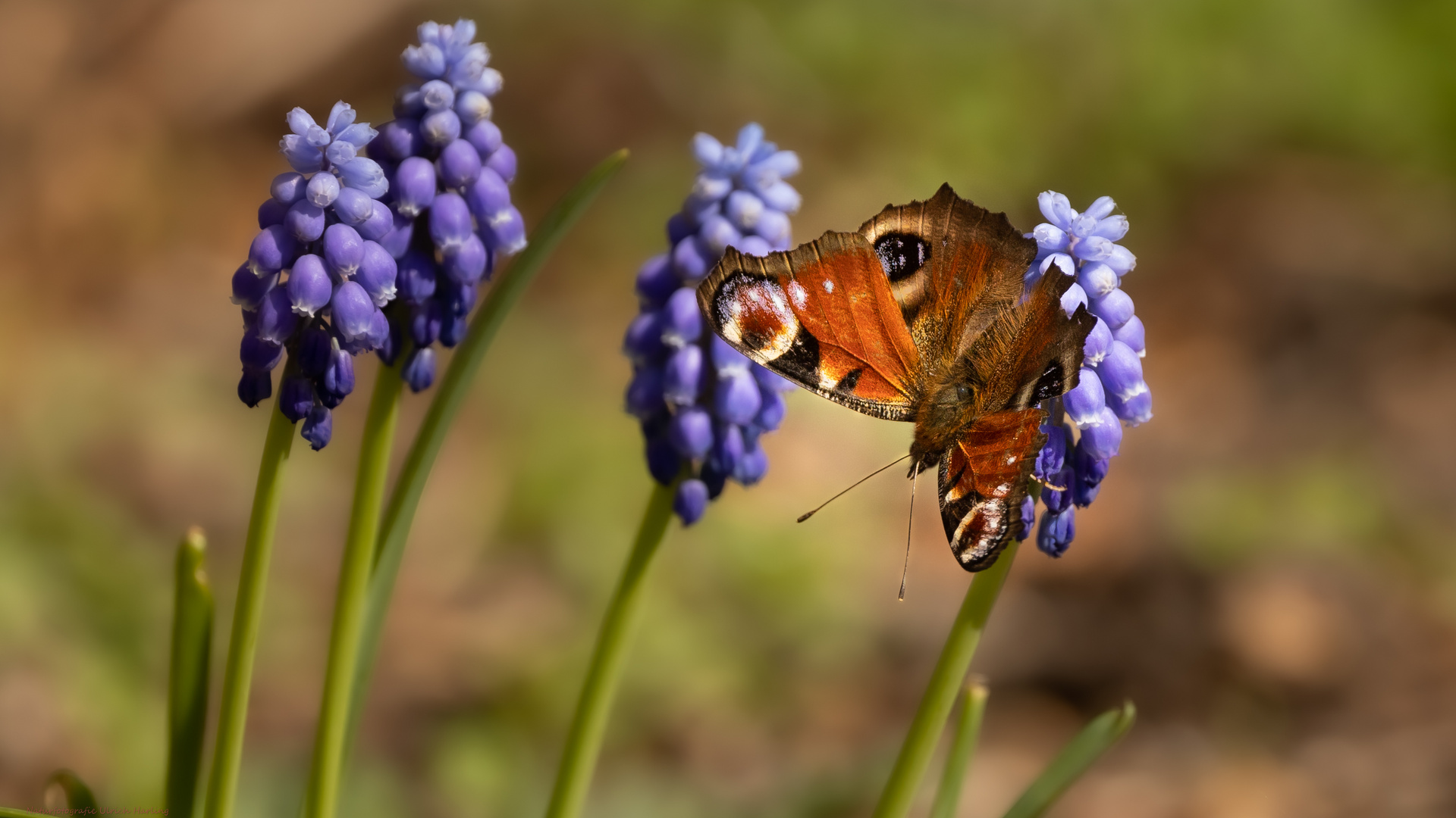 Schmetterling1 (1 von 1)