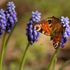 Schmetterling1 (1 von 1)