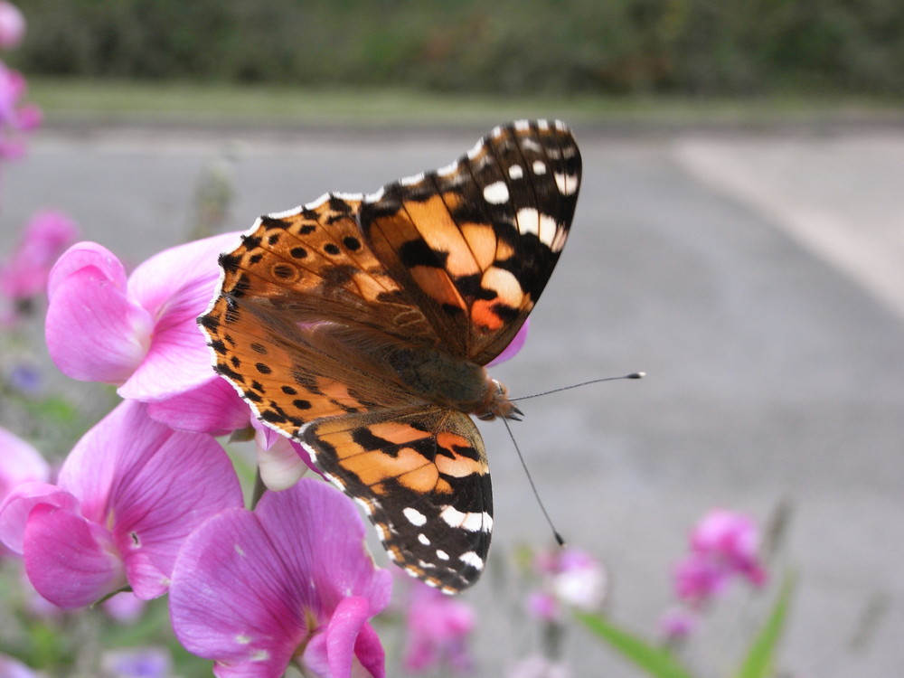 Schmetterling1