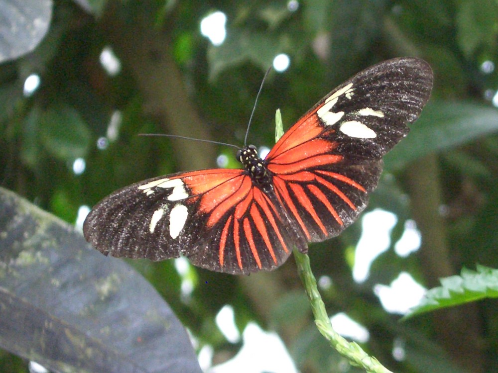 Schmetterling1