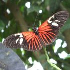 Schmetterling1