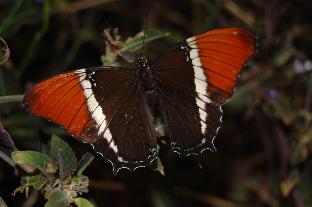 Schmetterling1