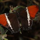 Schmetterling1