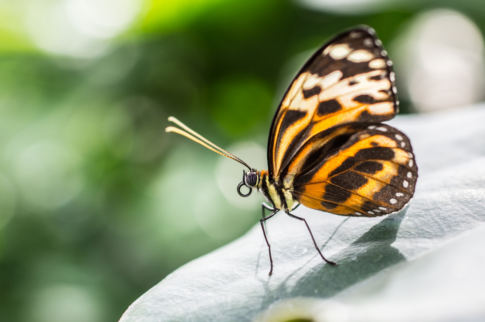 Schmetterling1