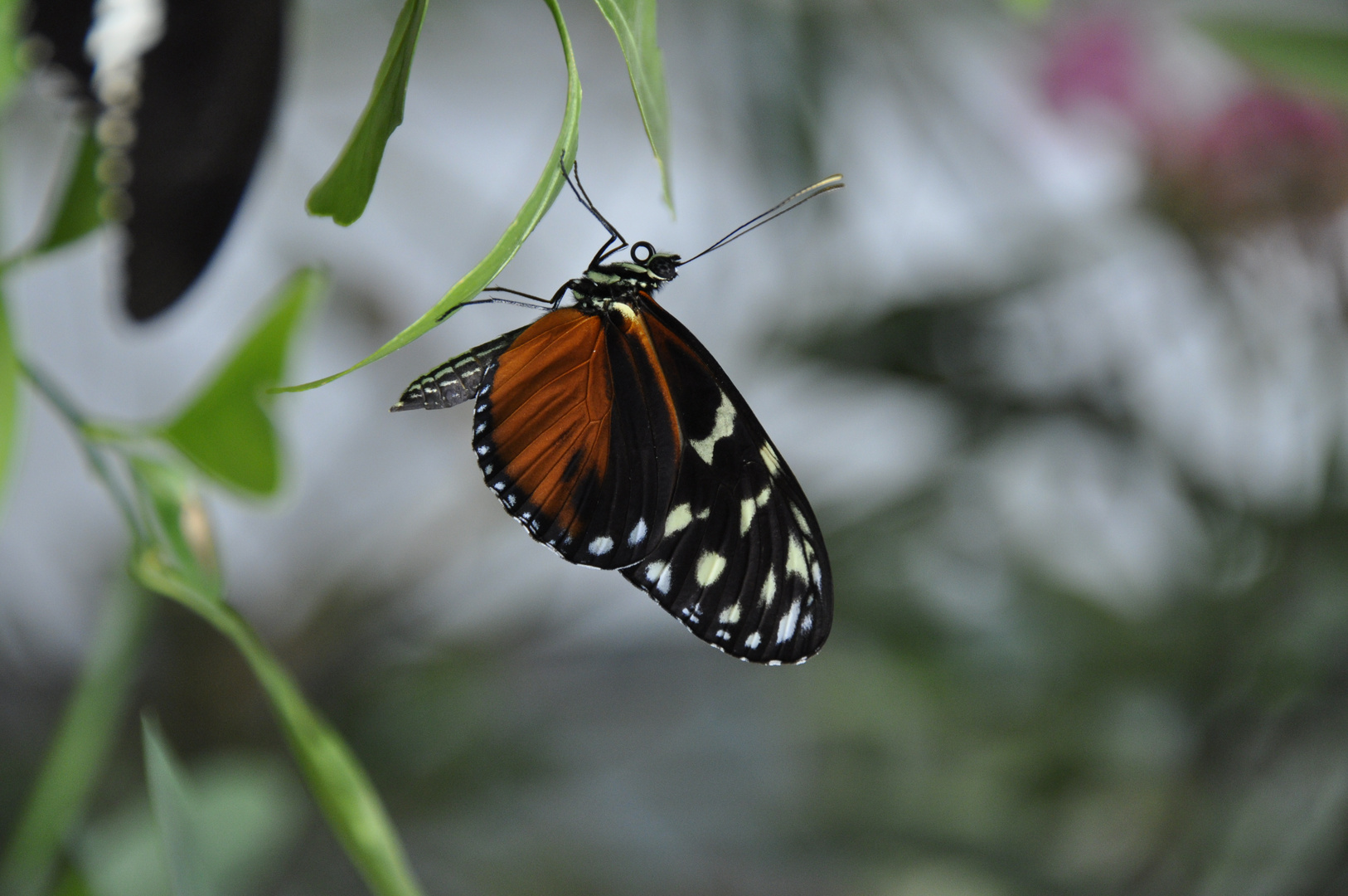 Schmetterling1