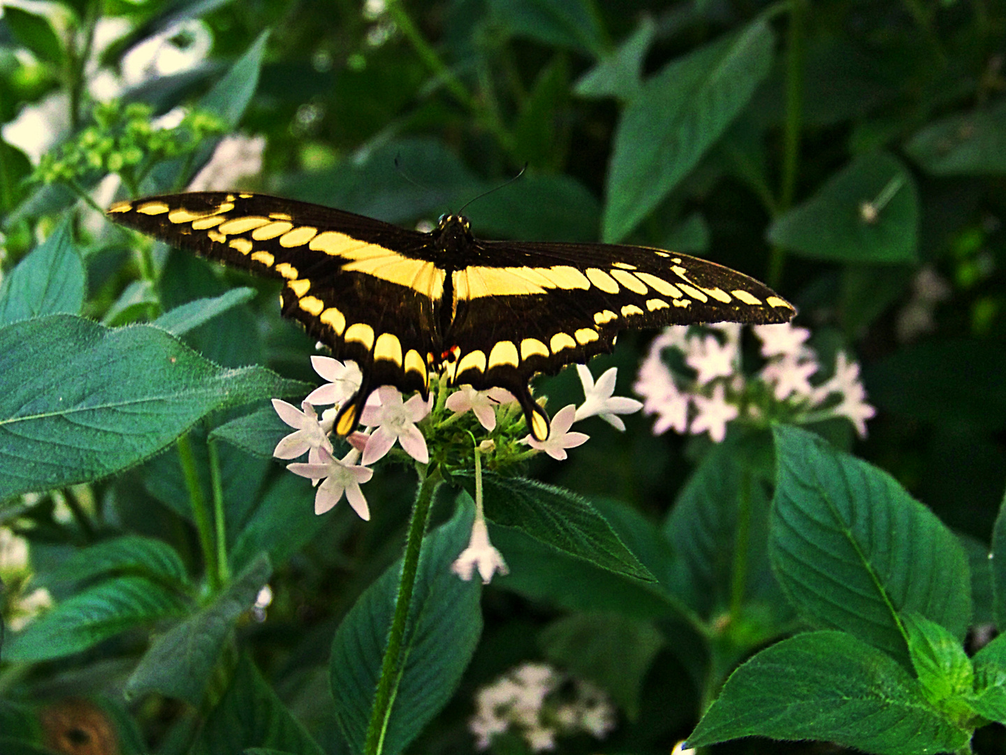 Schmetterling1