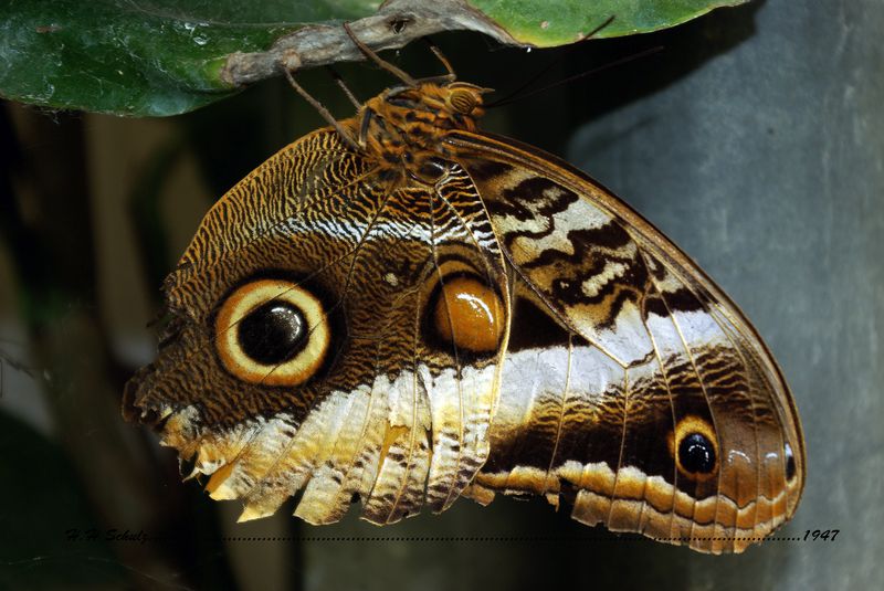 Schmetterling1