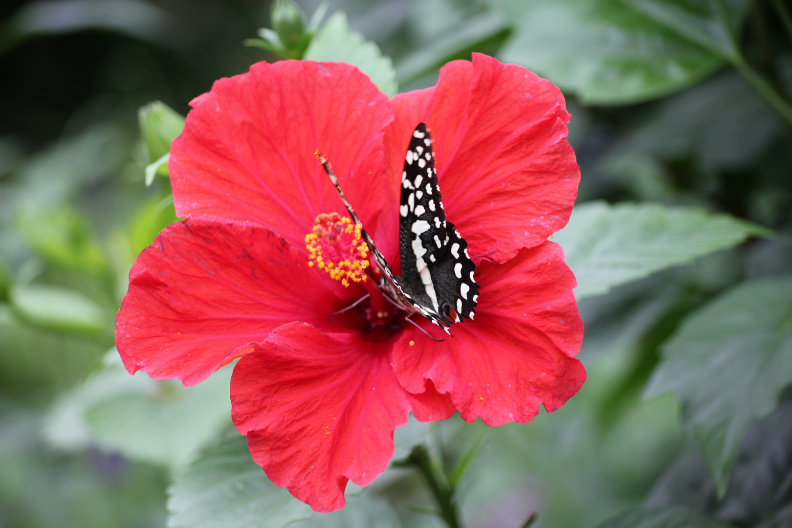 Schmetterling.1