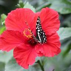 Schmetterling.1