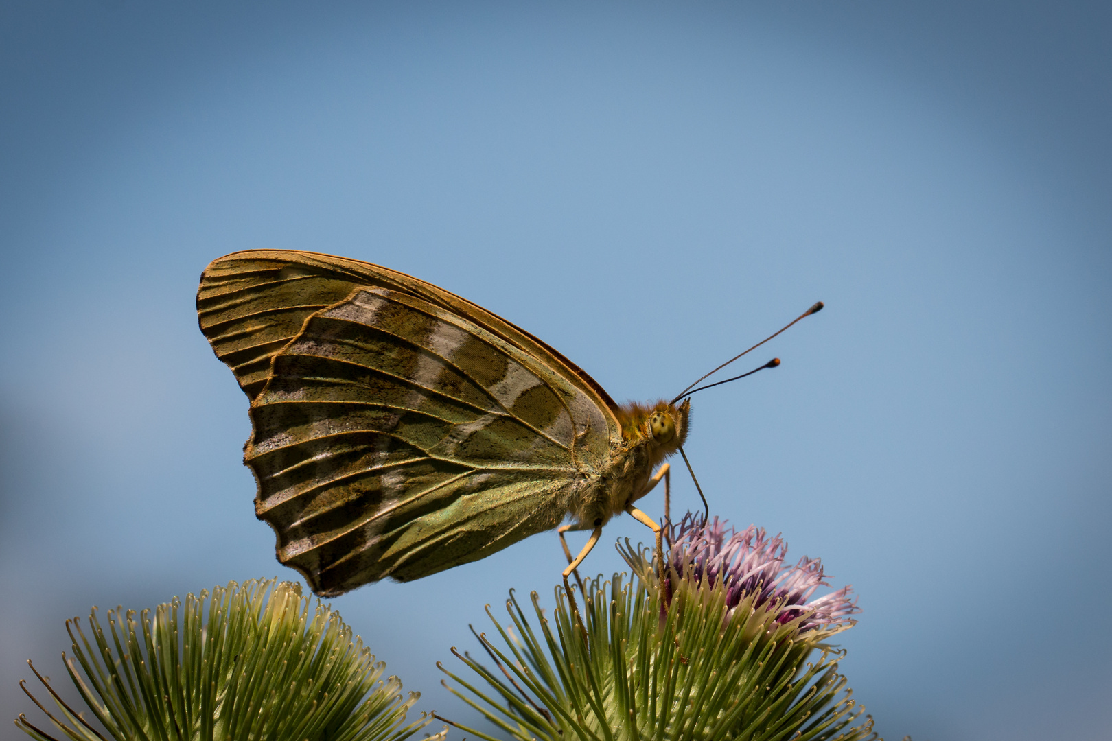 Schmetterling_1