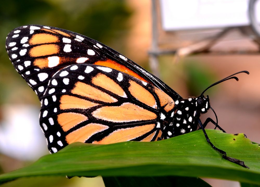 Schmetterling1