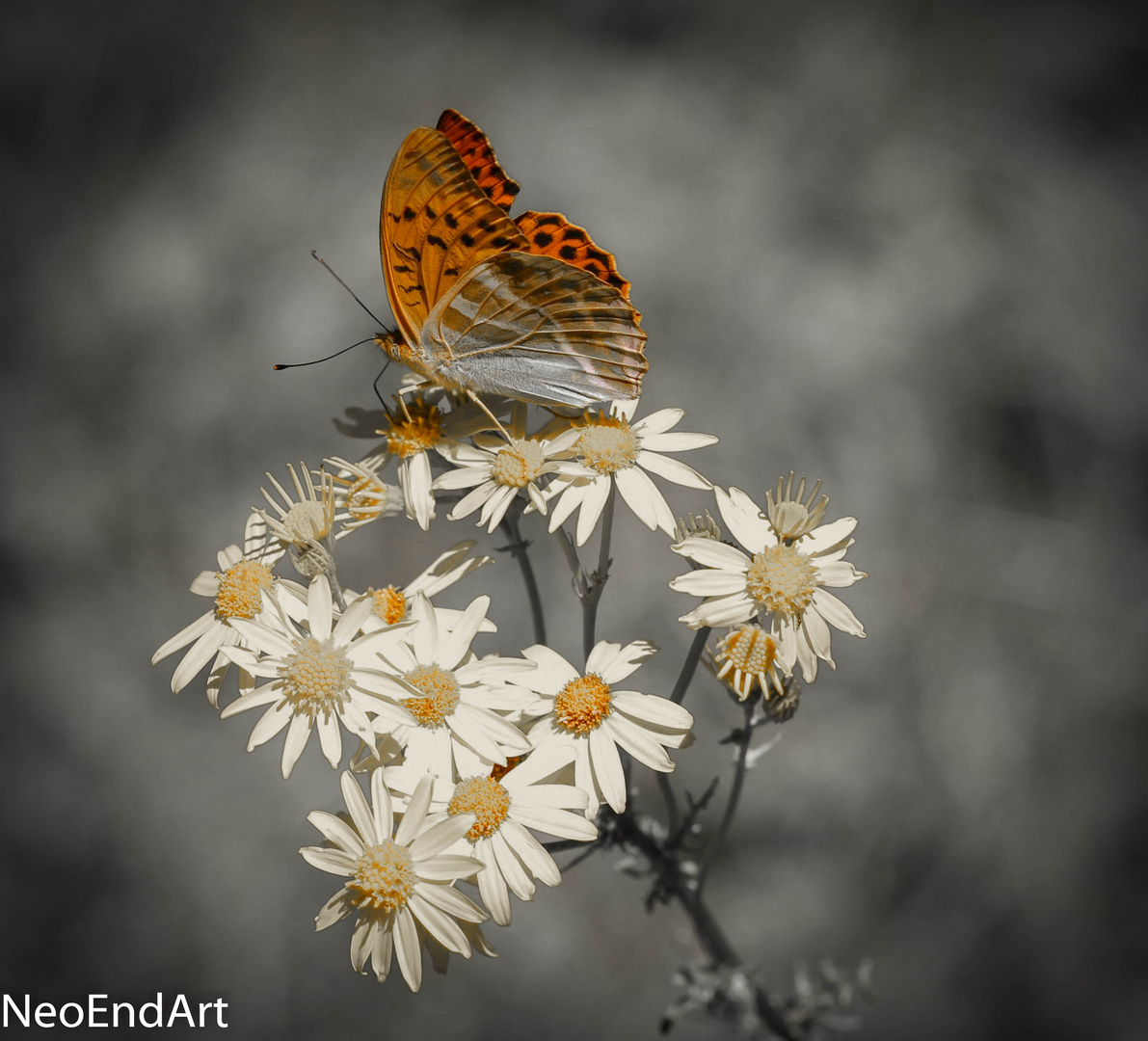 Schmetterling_1_