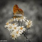 Schmetterling_1_