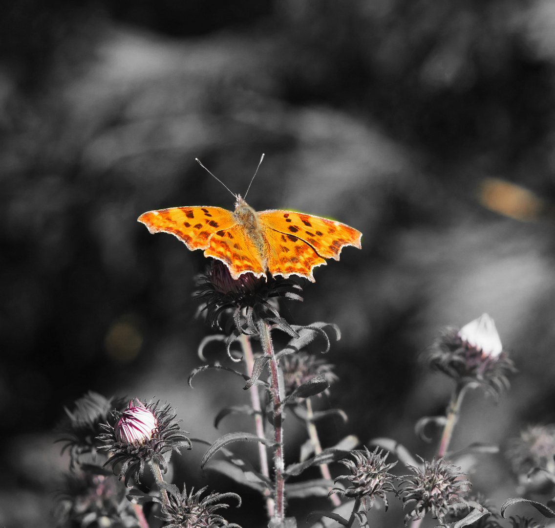 Schmetterling1