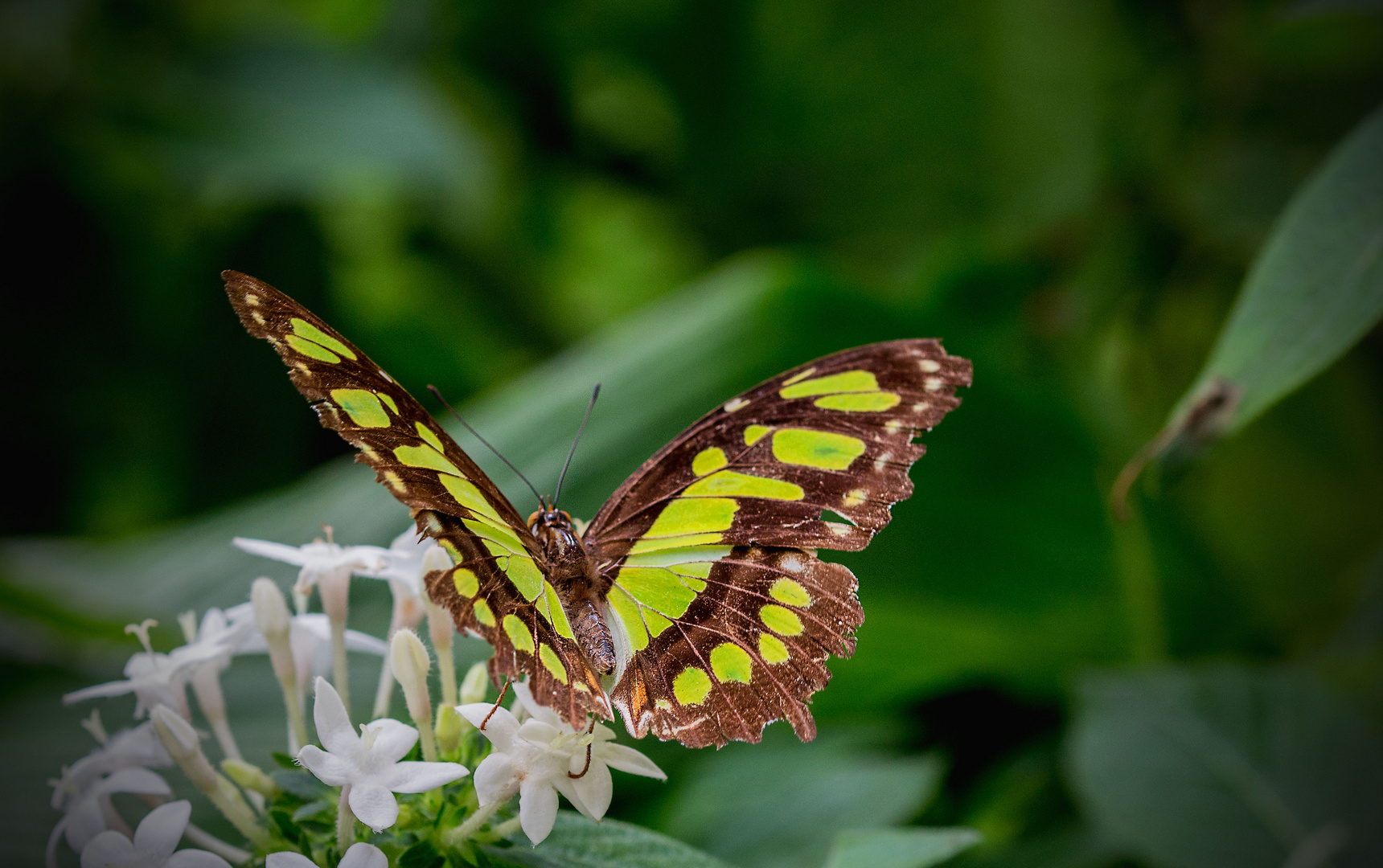 Schmetterling1