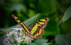 Schmetterling1