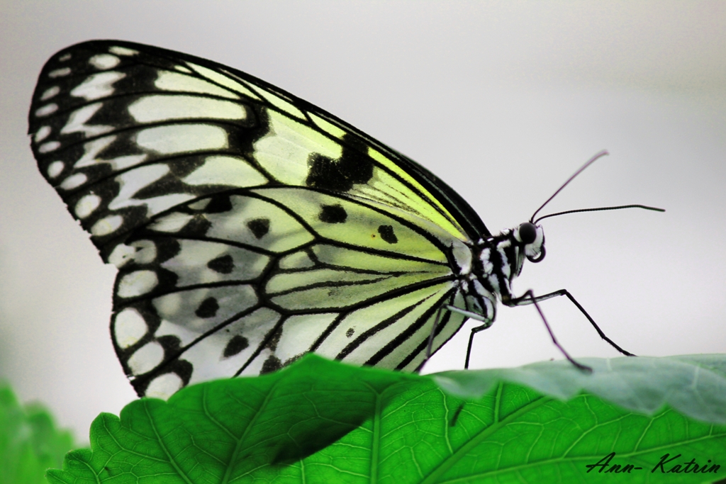 Schmetterling1