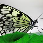 Schmetterling1