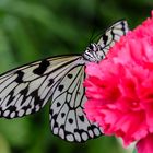 Schmetterling_1