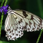 Schmetterling1