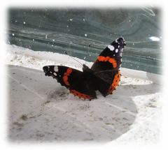 Schmetterling1