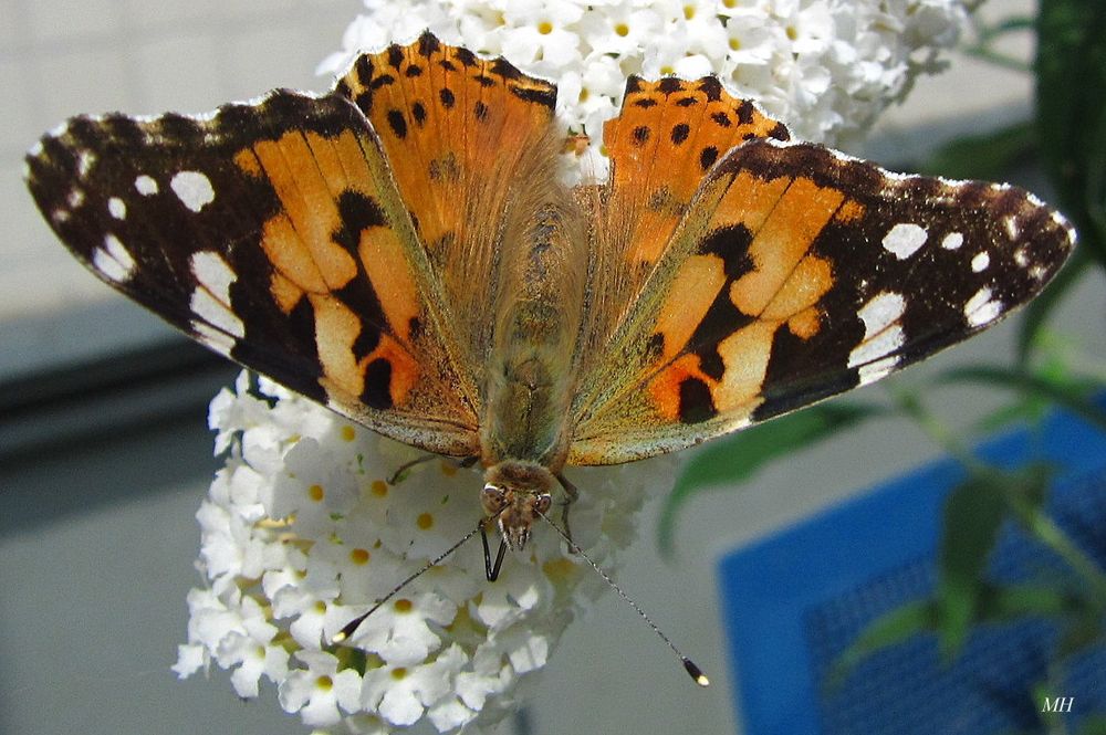 Schmetterling1