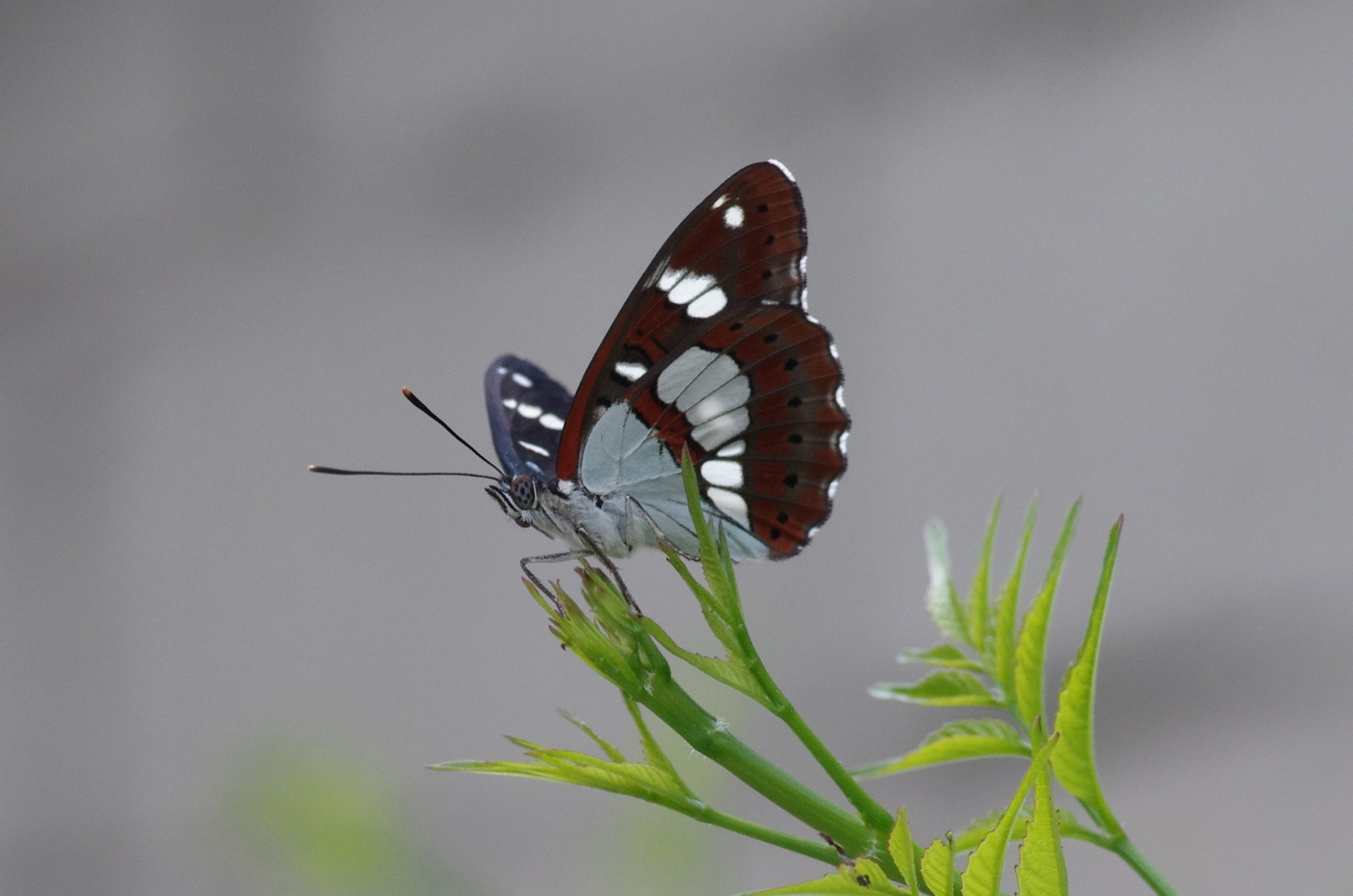 Schmetterling1