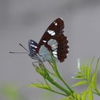 Schmetterling1