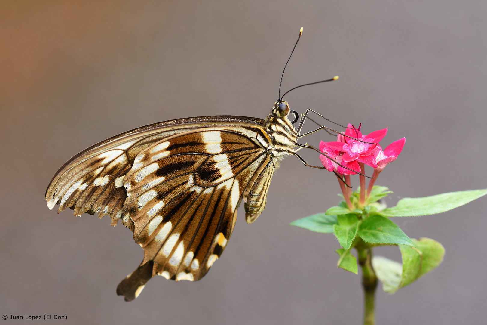 schmetterling1234567..23.04.2017