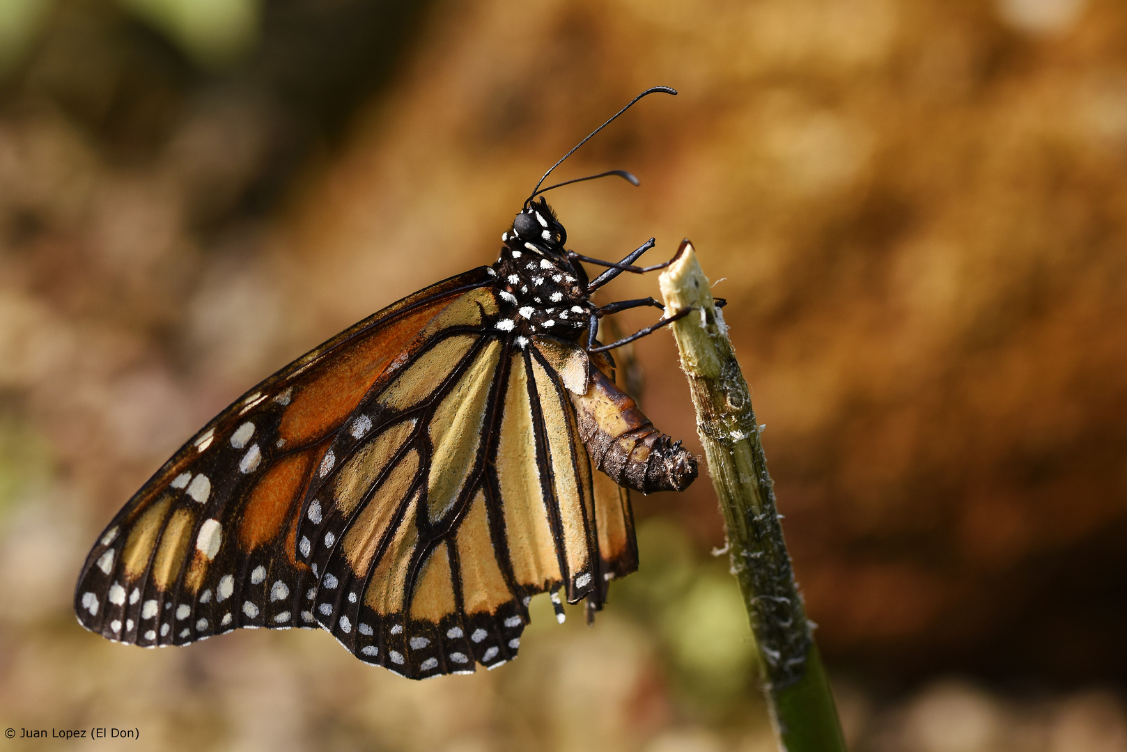 schmetterling1243212..27.04.2017